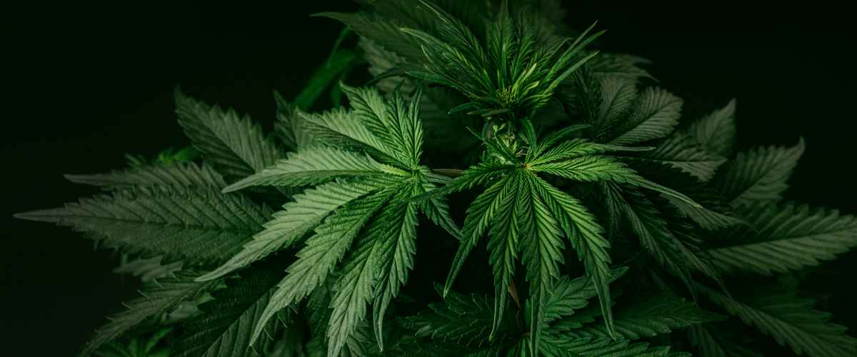 Hvad er medicinsk cannabis?