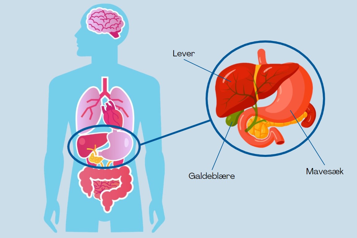 Illustration af menneskets organer med udsnit, som viser leveren og galdeblæren. Foto: iStock