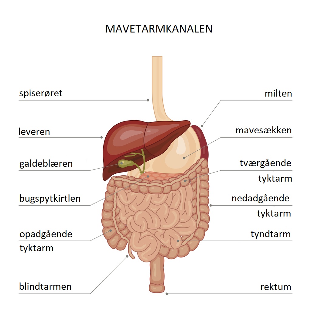 Organer kroppens Människans anatomi
