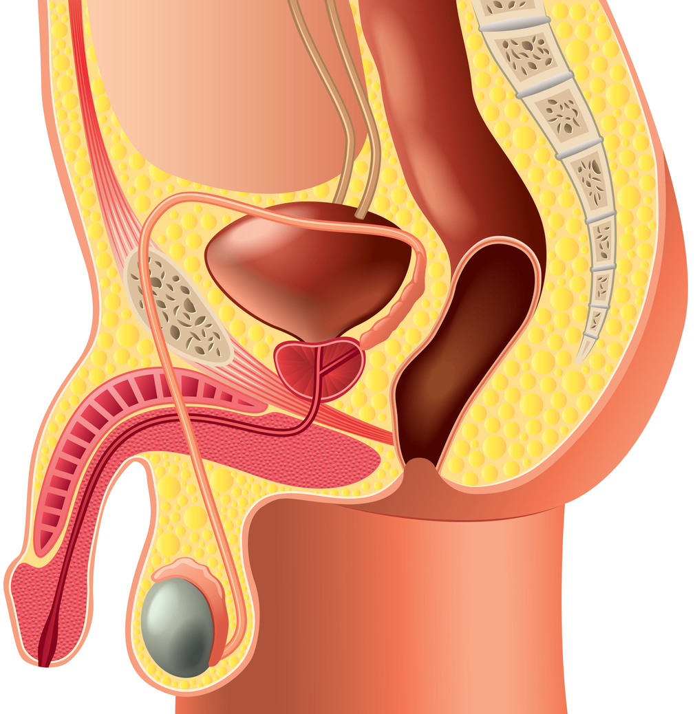 Prostata sidder lige under blæren, og rundt om urinrøret