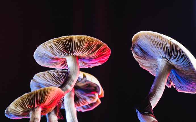 LSD og svampe (hallucinogener)