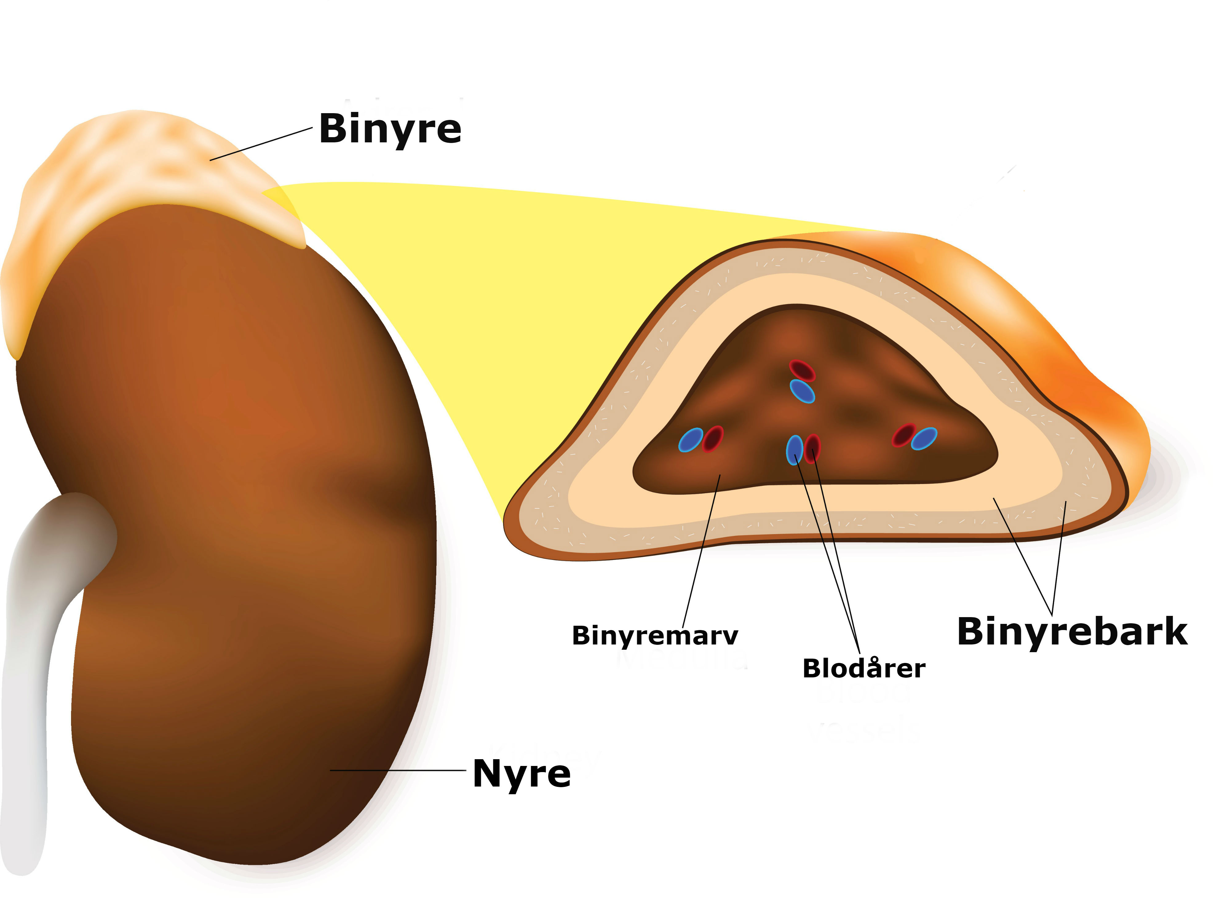 Nyren og binyren