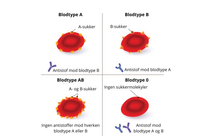 Illustration af AB0-systemet