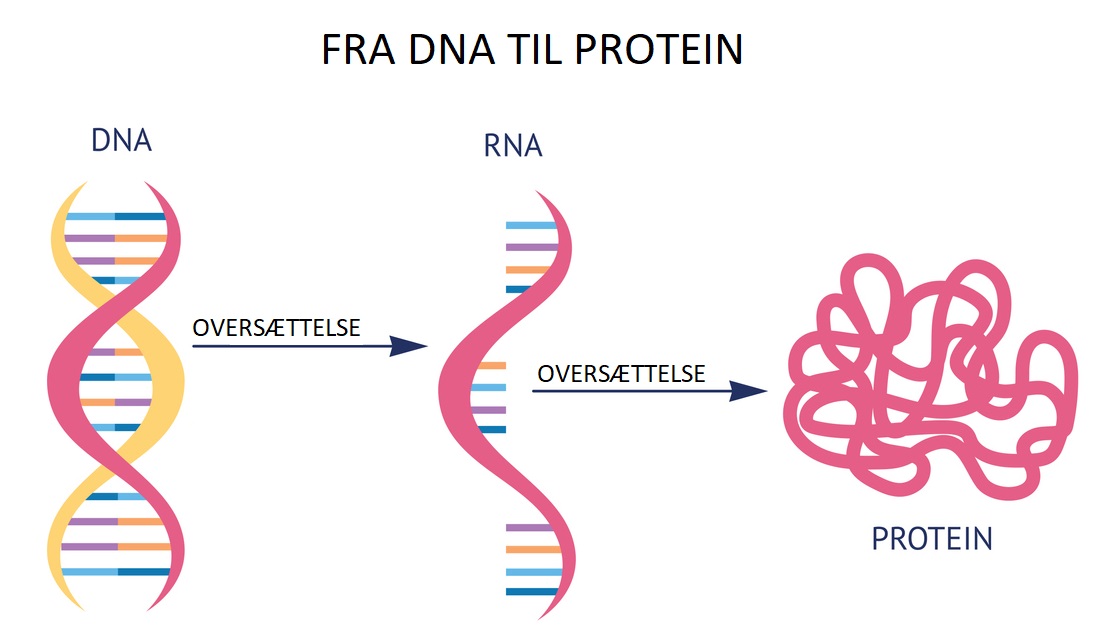 DNsA oversættes til protein