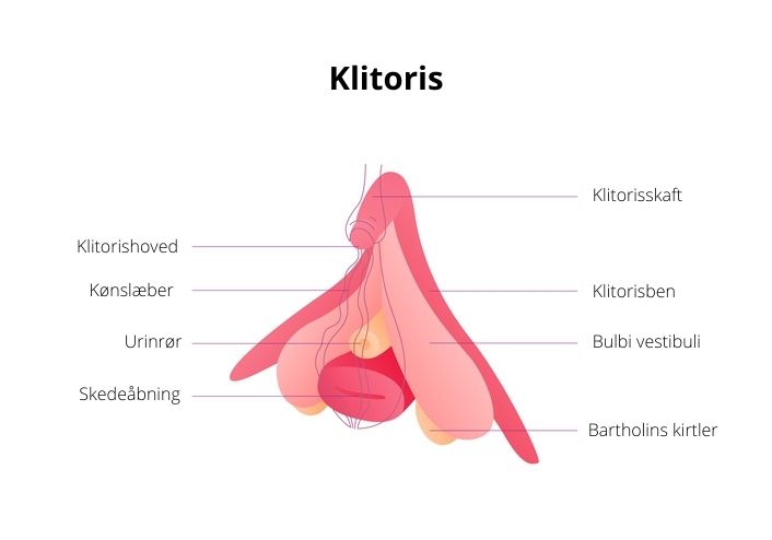 Klitoris' anatomi set både udvendigt og indvendigt.